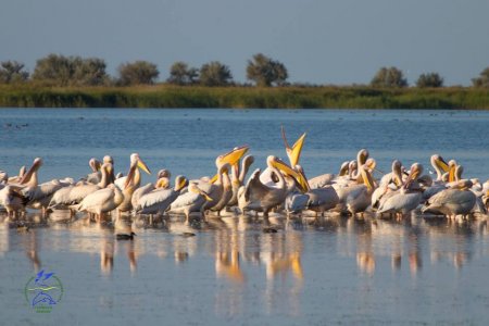 Фотофакт: в украинский нацпарк прилетели пеликаны