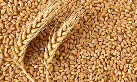 Жатва-2019: В Украине собрано 40, 4 млн тонн зерна