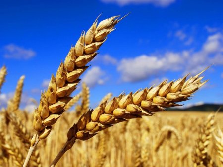 Жатва-2019: В Украине собрано почти 59 млн тонн зерна