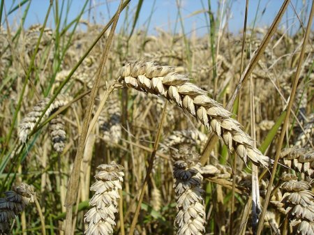 Экспорт зерновых из Украины составил более 25 млн тонн