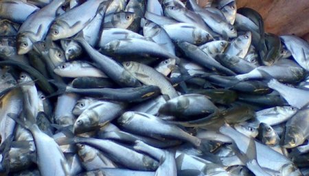 За год Украина экспортировала рыбы практически на миллион долларов
