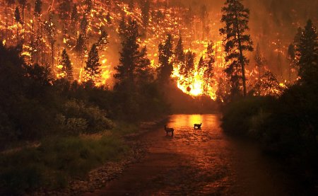 За выходные лесники 60 раз выезжали на тушение лесных пожаров