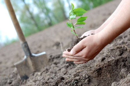 В Украине высадили 122 млн деревьев