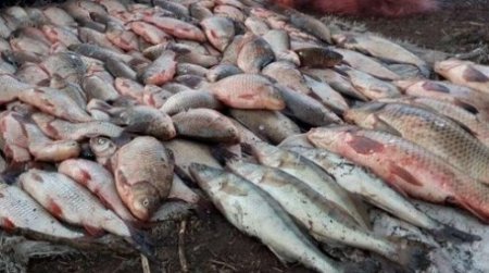С начала года рыбоохранными патрулями зафиксировано более 15 тысяч нарушений