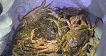 Уроженец Луганска наловил в Одессе крабов на 3 миллиона гривен