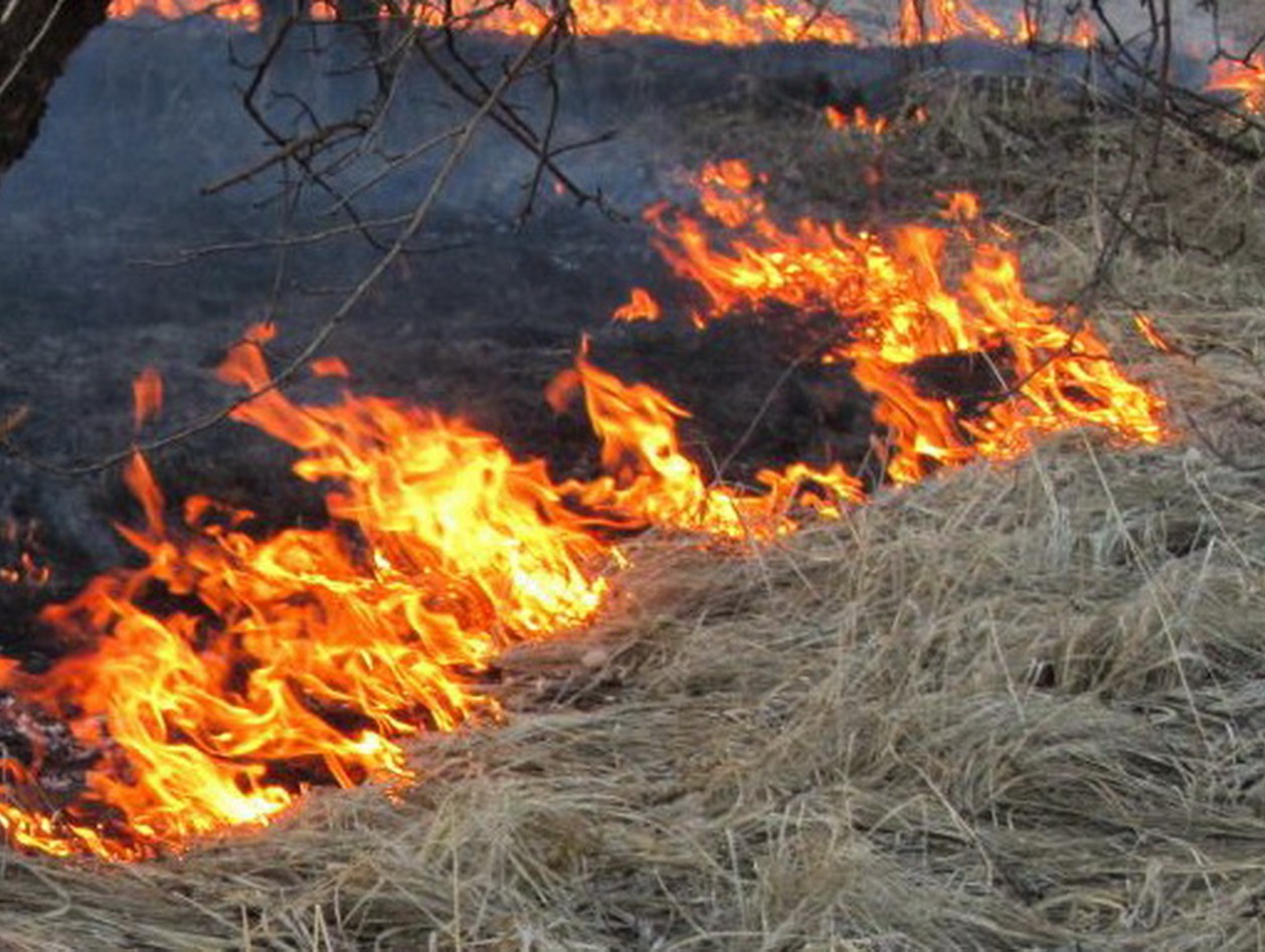 Можно ли сжигать траву на своем участке. Сжигание травы. Поджог травы. Сожженная трава.