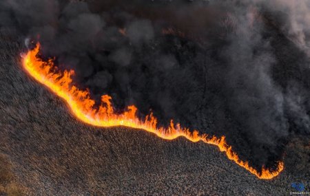 Гослесагентство: Сил и средств достаточно, чтобы тушить лесные пожары на Житомирщине и предотвращать их распространение